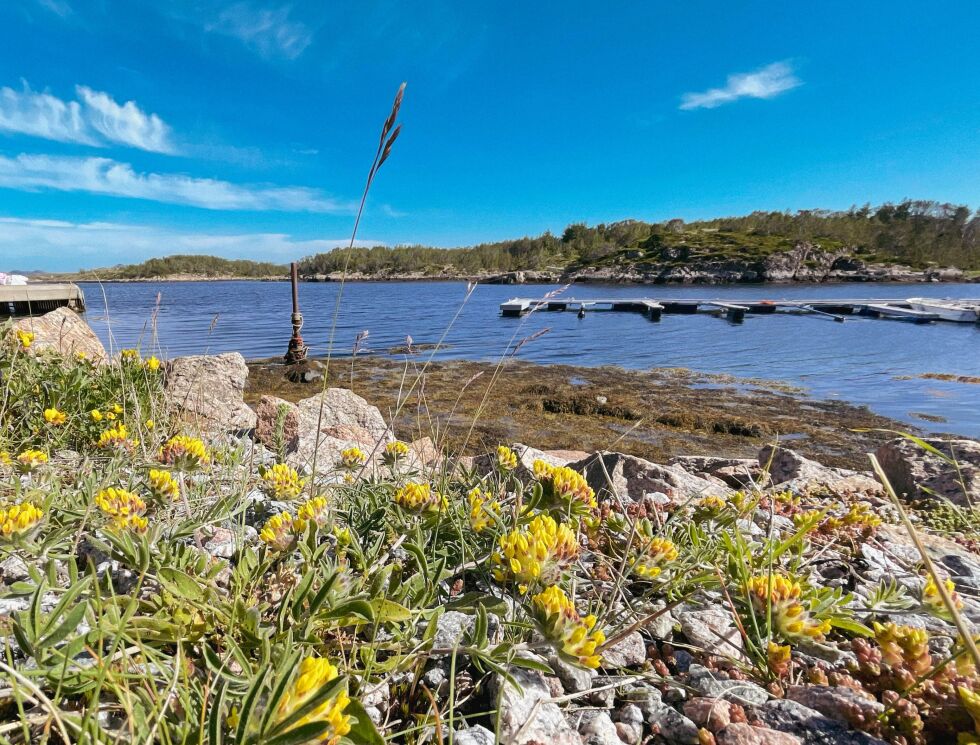 Borgan - fra småbåthavna.
 Foto: Synnøve Hanssen