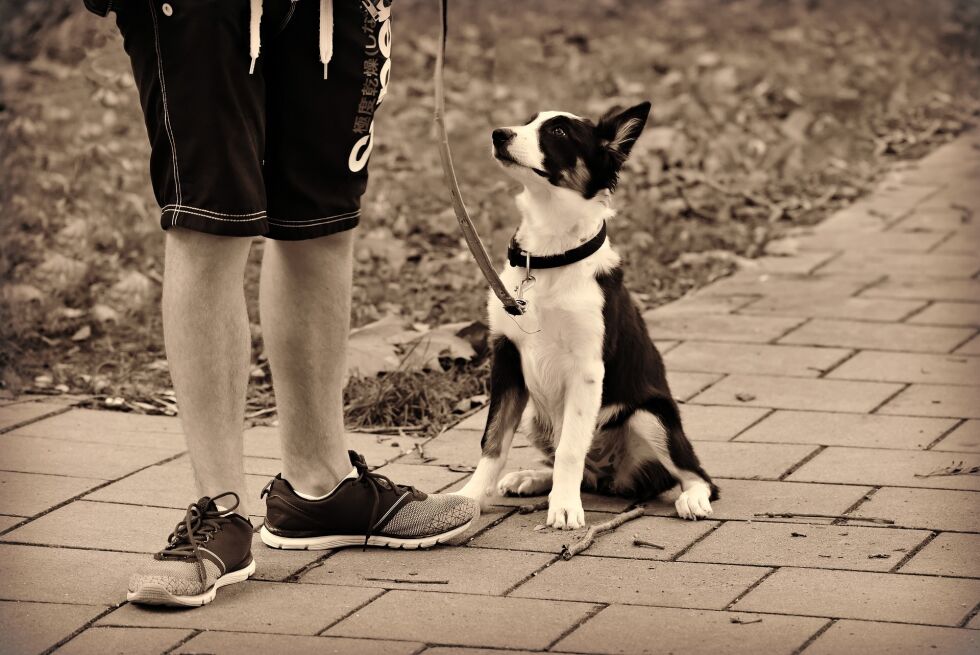 Mandag 1. april må alle landets hunder være i bånd.
 Foto: Pixabay.com