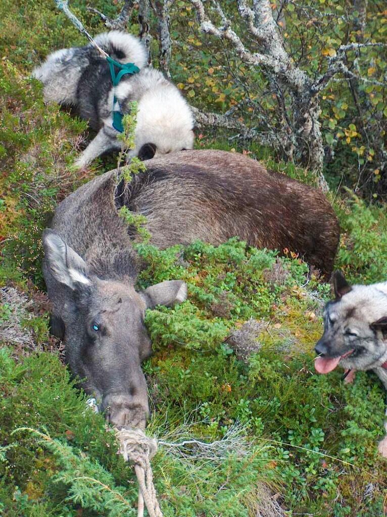 Jakta er for det meste posteringsjakt med bruk av hund.