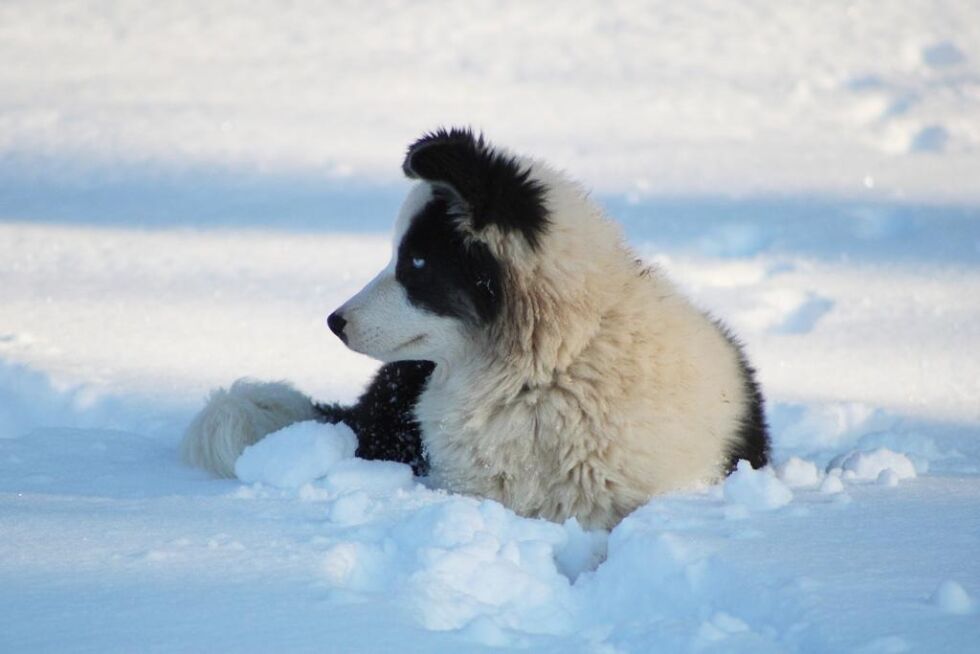 Yakutian Laika er en sjelden og vakker hund. Bare to registreringer i fjor - og en av dem er i Bindal.
 Foto: Pixabay