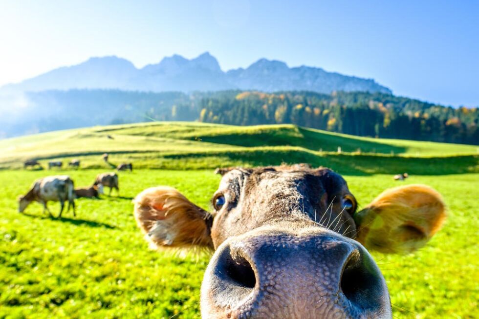 Illustrasjonsfoto
 Foto: Shutterstock