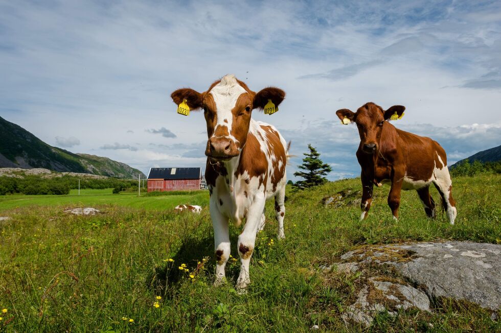 Calves in farmland, Northern Norway, coastal agriculture
 Foto: Bjorn H Stuedal