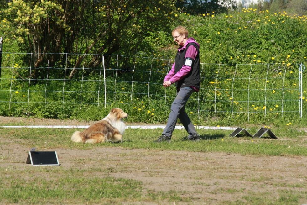 Elin Strandvahl og sheltien Dennis på banen.
 Foto: Anne Grete Myrvold