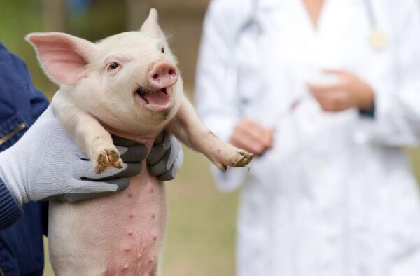 Trenger en veterinær på Leka