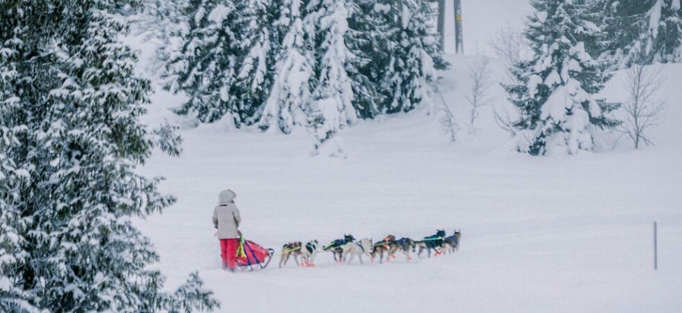 Med snødekt landskap og polarhunder foran sleden har Monika Bøkestad sine beste stunder.
 Foto: Privat