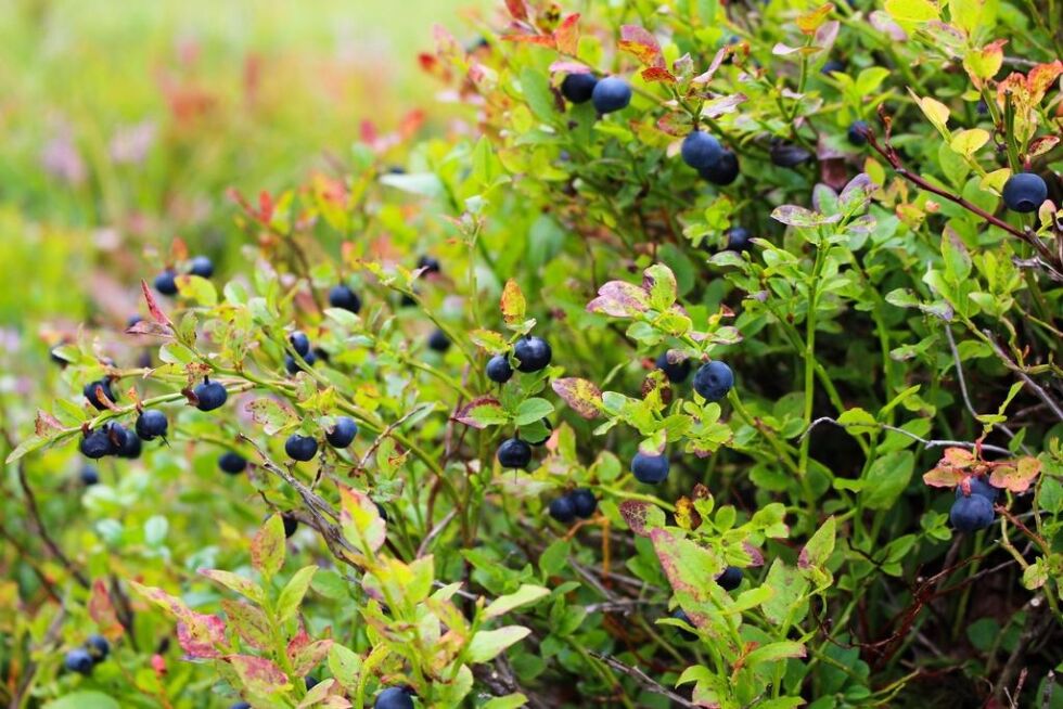 Selv om et området blir til naturreservat så er blåbærtuene tilgjengelig for allmenheten.