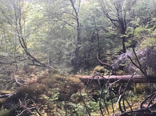 Nytt naturreservat opprettet i Bindal