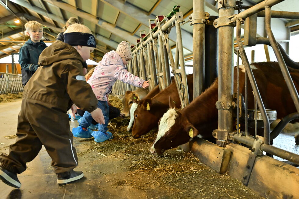 Å mate kyrne var populært.
 Foto: Synnøve Hanssen