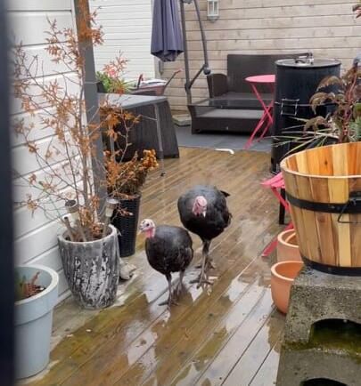 De kom - de så - de klukket og forsvant