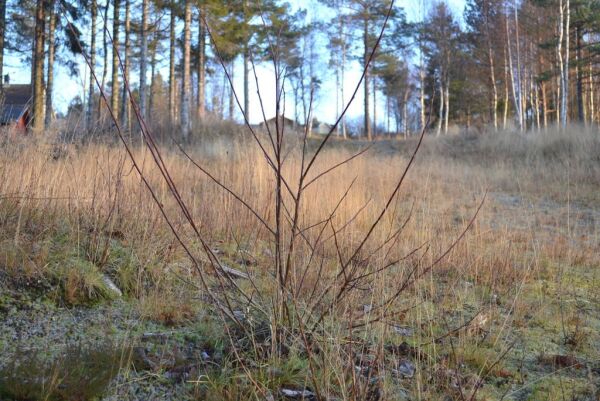 – Akebakken trenger en oppgradering