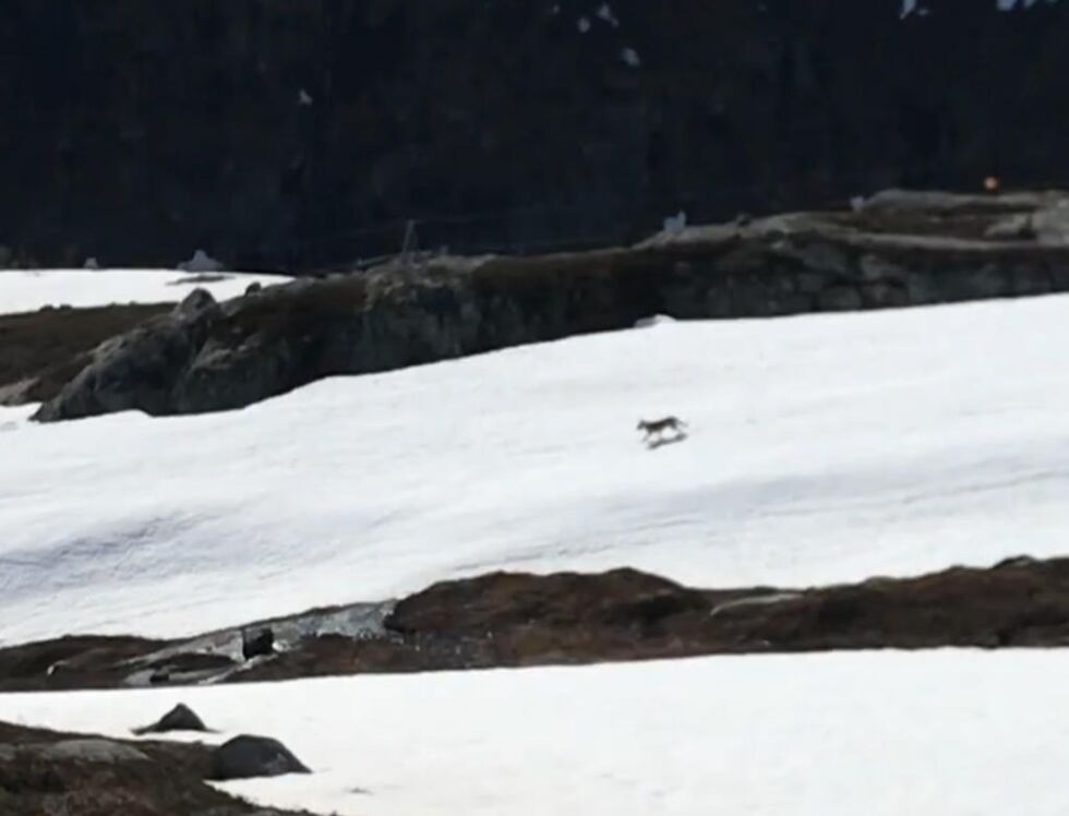 Et videoopptak som er publisert på NRK Nordland viser ulven løpende på fjellet.
 Foto: Skjermdump fra NRK