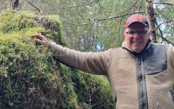 Store mengder trefall i skogen kan gå tapt