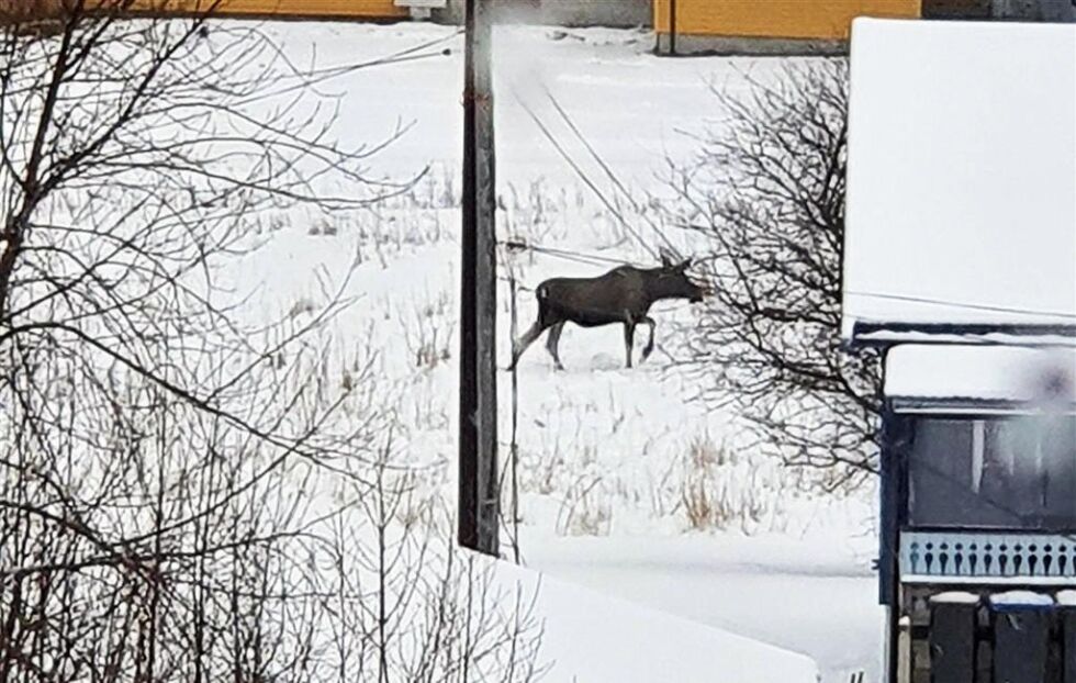 - Hold avstand og vær rolig, sier viltansvarlig Karl Erik Solum.
 Foto: Nærøysund kommune