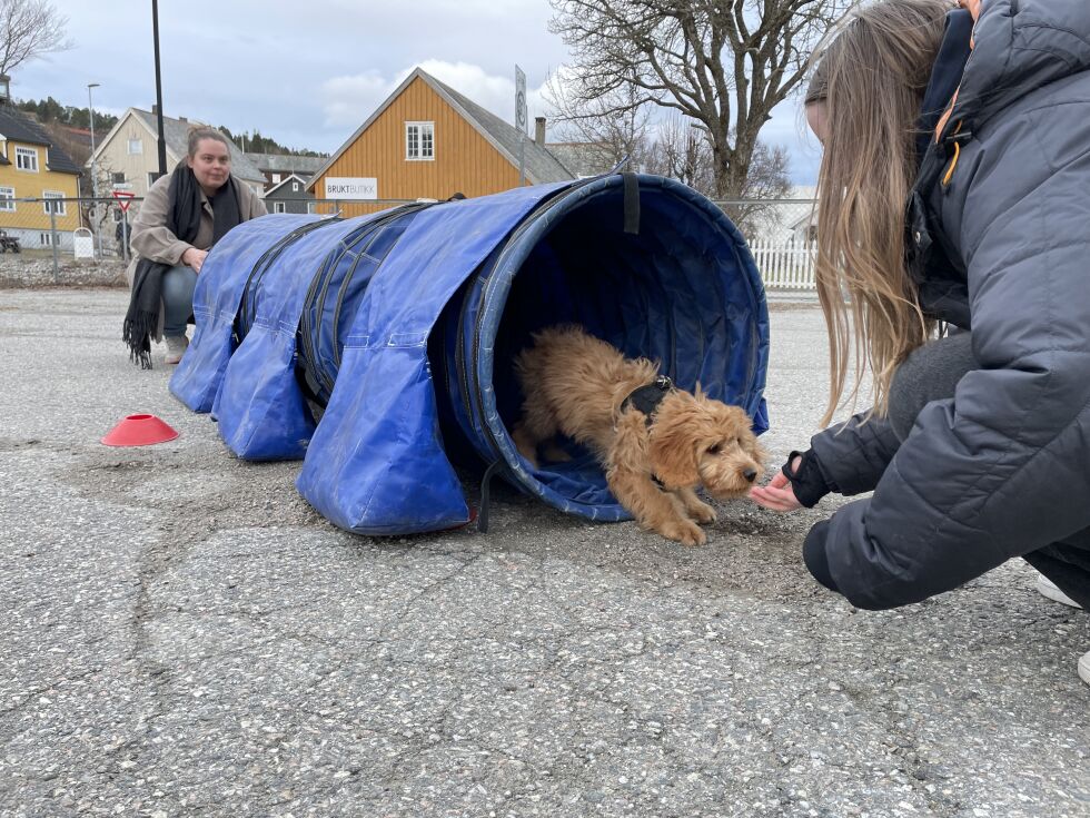 Valpen Nellie på tur gjennom tunnelen med god hjelp av Ellinor Bruseth Hvalstad og Kjersti Hvalstad.
 Foto: Synnøve Hanssen