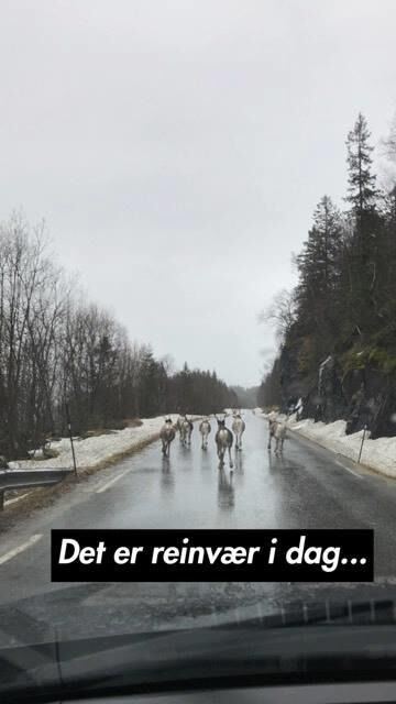 Henstiller om å passe på hundene