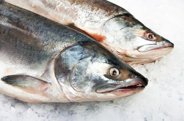 Må endre reglene for dusørfiske etter forsøk på juks
