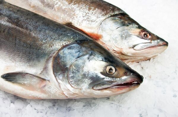 SalMar og Norway Royal Salmon fusjonerer