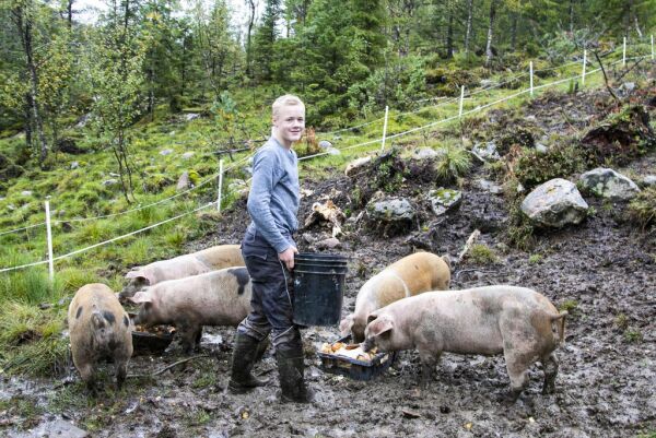 Odelsgutten William (13) har sin egen griseproduksjon