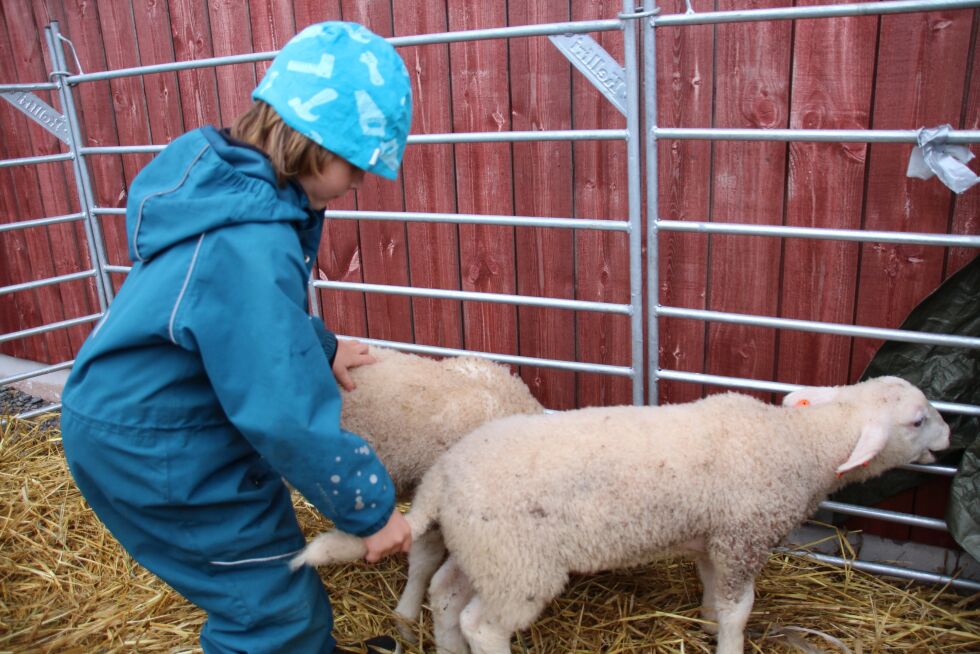 Jonathan Mikael Edvardsen Uhrmell (6) fra Rørvik likte seg godt sammen med lammene.
 Foto: Lillian Lyngstad