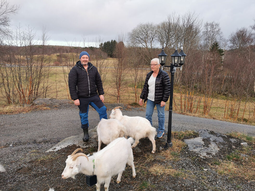 Geitedrift er ikke noe problem i Rørvik når de er utstyrte med Nofence.
 Foto: Andreas Gatare Øvergård