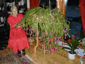 Hallbjørns julekaktus er 80 år