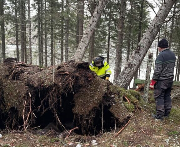 Måtte starte dagen med skogrydding