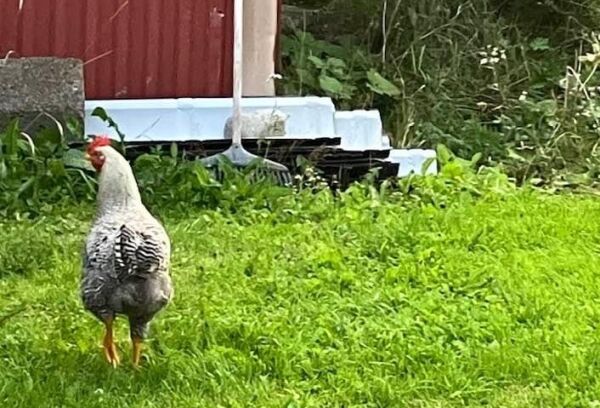 Noen som savner høna si?