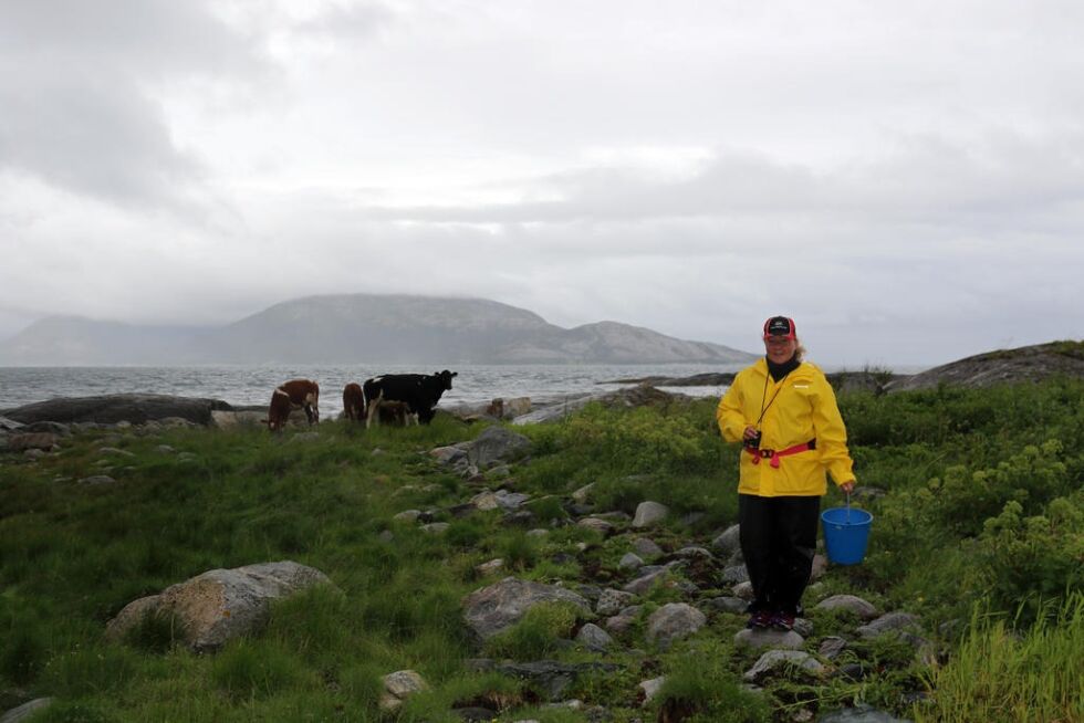 Mona Erfjord Hald er nede for å se til de seks som er inne på beiteområdet. Fortsatt mangler elleve kyr.
