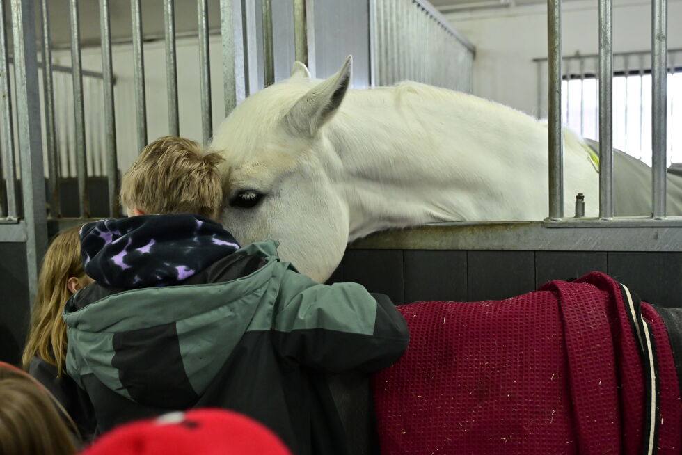 Snill hest får godklem.
 Foto: Synnøve Hanssen
