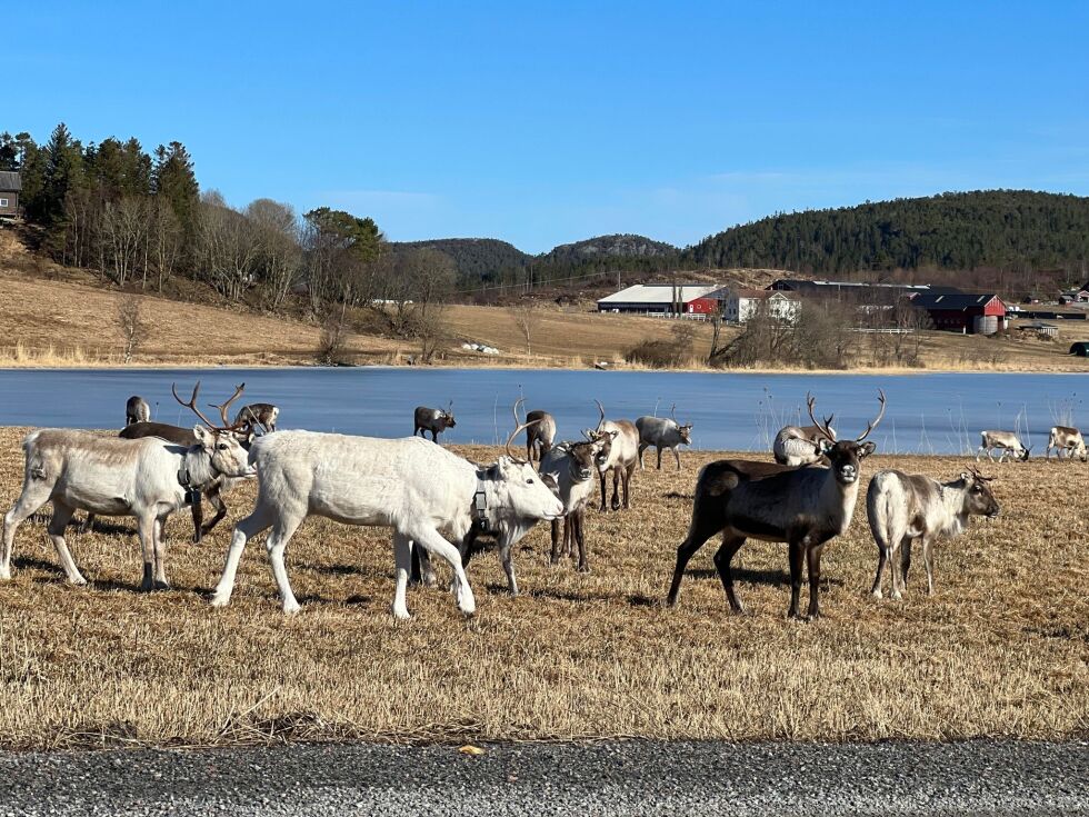 Reinsflytteleia går via Horvereid.
 Foto: Lillian Lyngstad/arkiv
