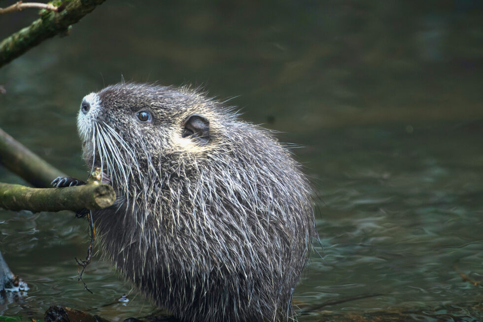 Illustrasjonsbilde, bever
 Foto: Siegfried Poepperl, Pexels