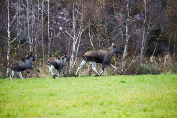Elgpåkjørsel i Varøya og fare for hålkeføre