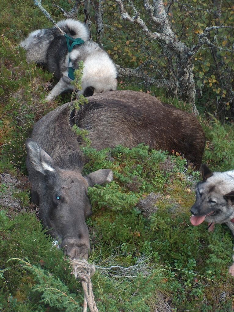 Litt for høyt uttak av eldre kyr kan være med å redusere elgbestanden i Vikna elgvald.