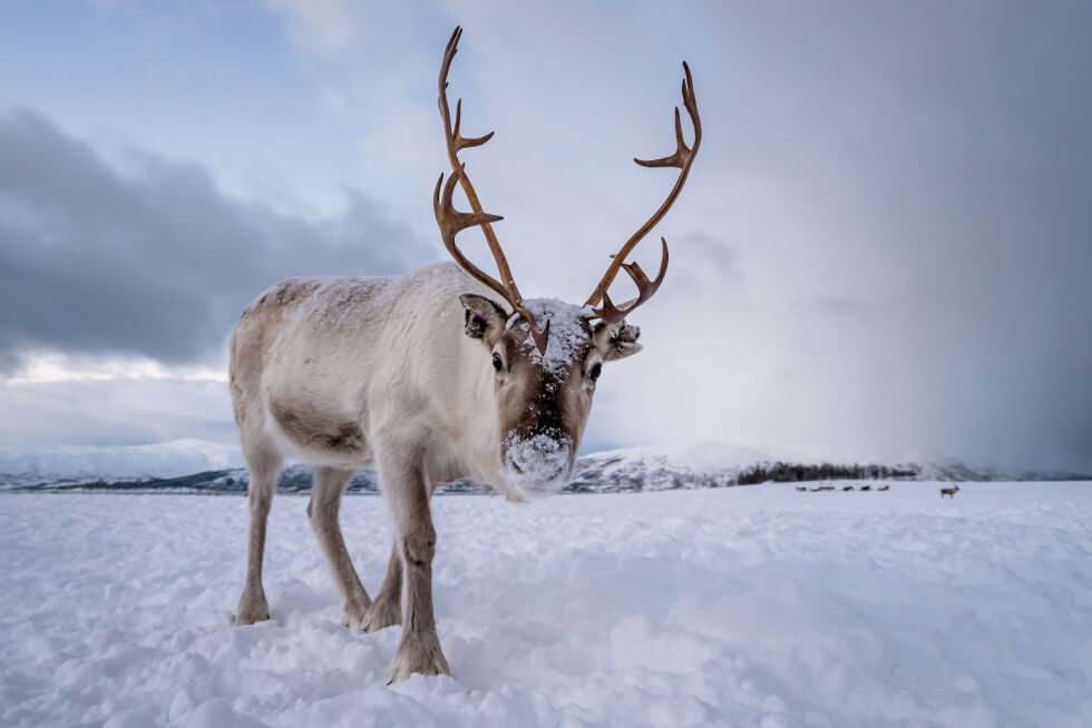 Reineierne som har dyr på beite i Nærøysund ønsker ikke noe mer vindkraft i kommunen.
 Foto: Illustrasjonsfoto