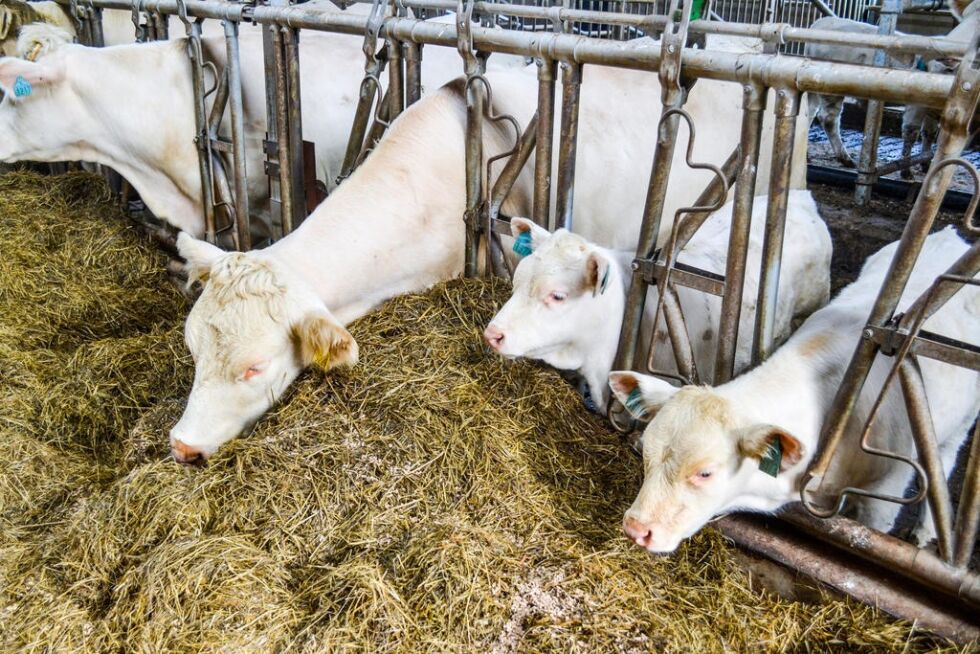 Kalvene lærer seg å spise grovfor sammen med mødrene sine på Nyheim gård.