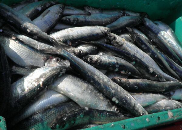 Nytt toppår for norsk fiskerinæring