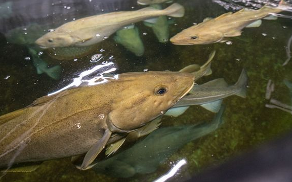 torskens nese, som nesten er usynlig, er det mikrobielle samfunn som spiller avgjørende roller i fiskens helse, og påvirker alt fra evnen til å lukte mat til immunrespons.
 Foto: Lars Åke Andersen Nofima