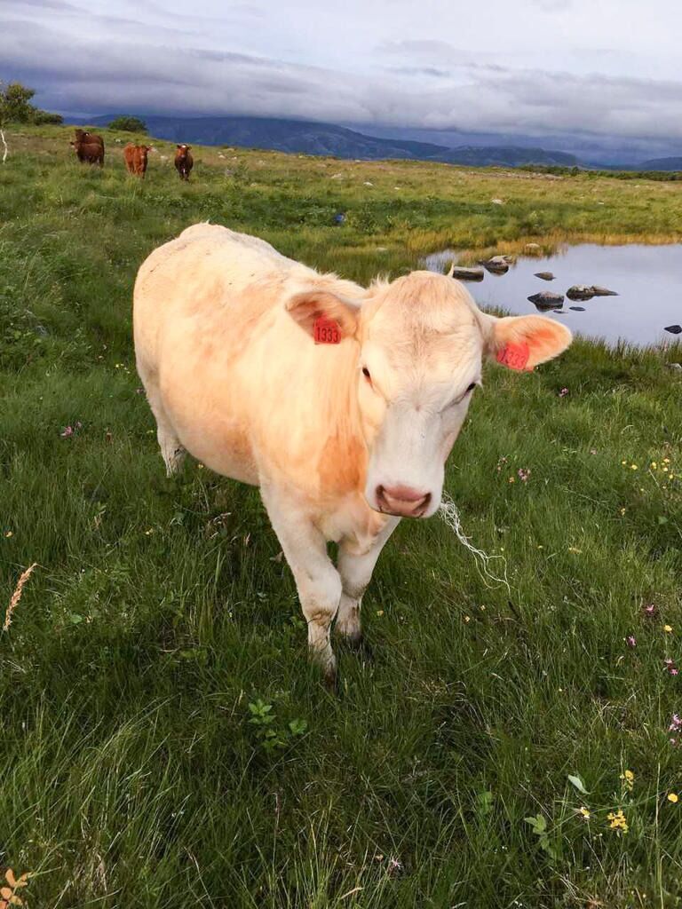 Det er fint for menneskene at søpla forsvinner. Men kanskje aller mest for dyra.
 Foto: Privat