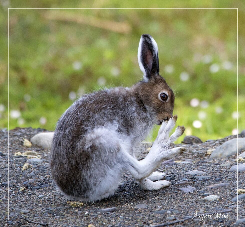 Hare fra Tunnsjøen.
 Foto: Aasgeir Moe