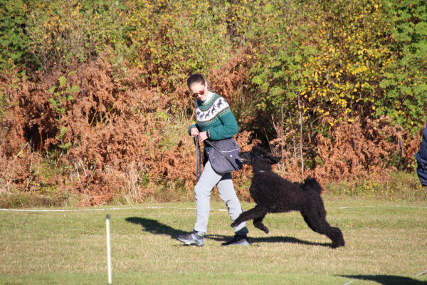 1. runde i hundecupen