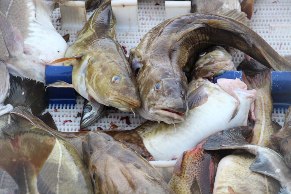 Selv om den ikke er fisket i distriktet, vil skreien komme til Skreifestivalen.
 Foto: illustrasjonsfoto