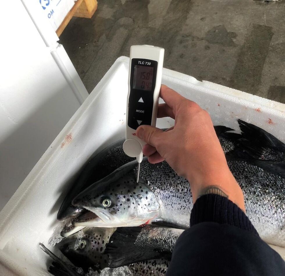 Kunden i Nederland var fornøyd med fisken som de mottok fra prøvesendingen.
 Foto: NTS ASA