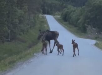 Viltforvalter Egil: – Veldig sjeldent