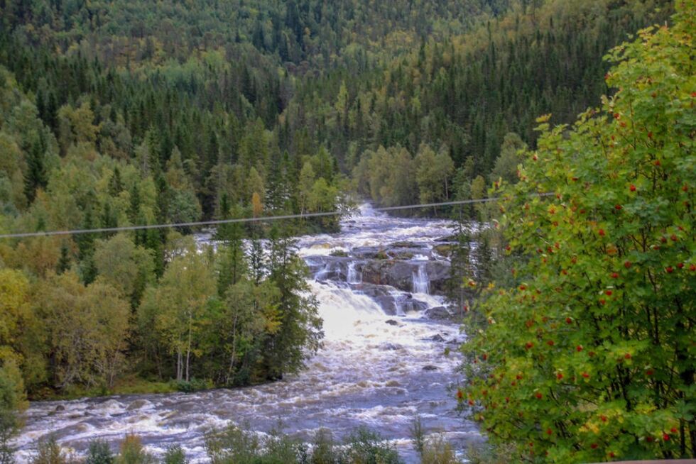 Svært mye nedbør gjorde at Terråkelva hadde ei voldsom vannføring på lørdag. Men i den kommende uka vil dette endre seg.
