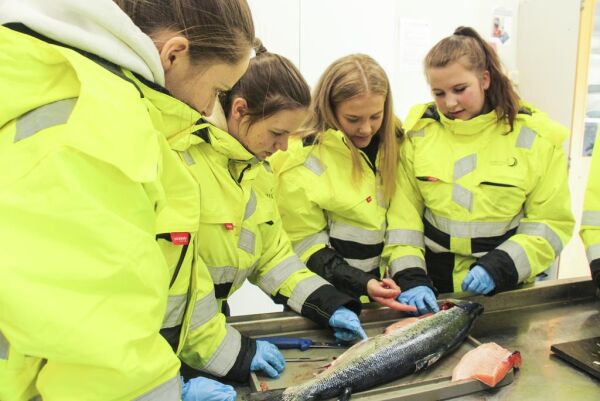 Val vgs selger laks for 800 millioner