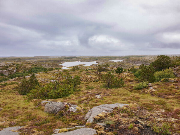 Skal brenne kystlynghei på Bergsnov