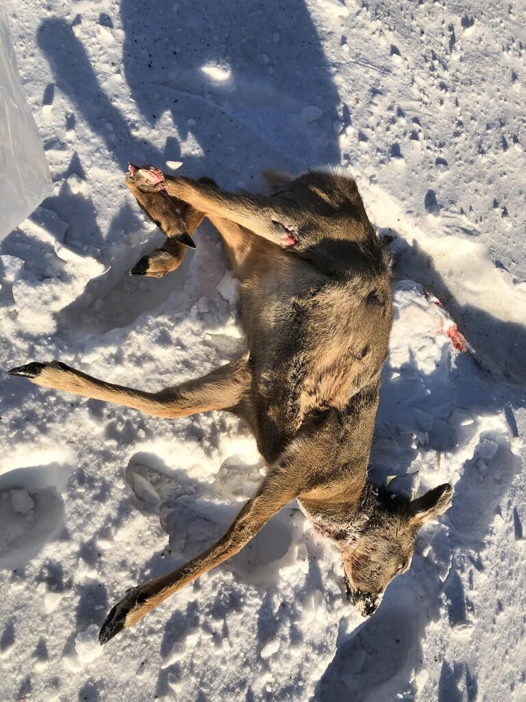 Dette rådyret ble funnet i veikanten av forbipasserende som måtte avlive dyret etter møte med bil.