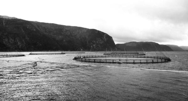 Åpnet for fritt fiske etter lakserømming