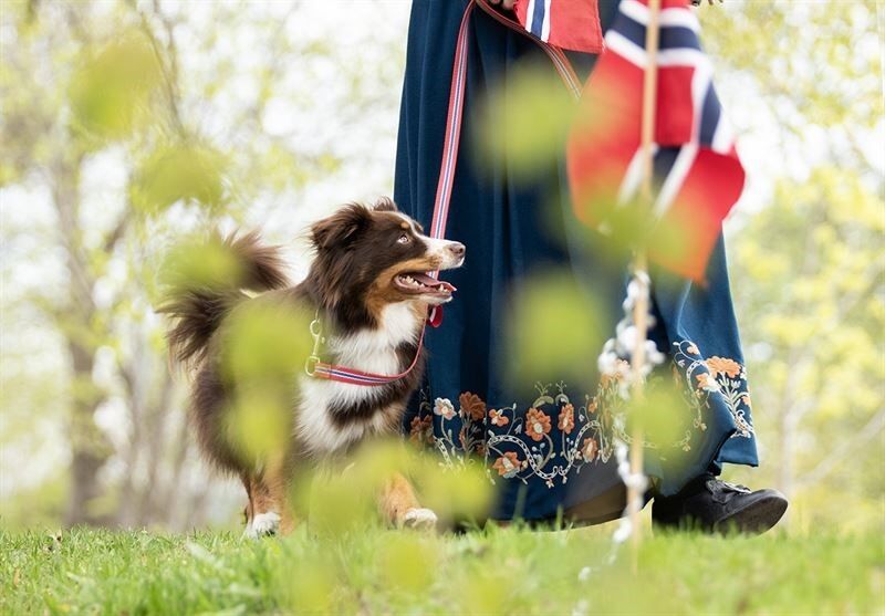 Hunden Etna og hundeeier i bunad fra Nord-Trøndelag.
 Foto: Agria.