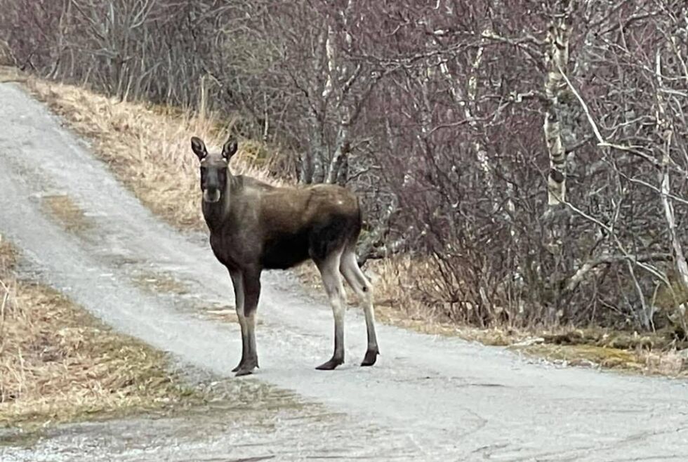 Denne staselige karen spaserte forbi stuevinduet i går ettermiddag.